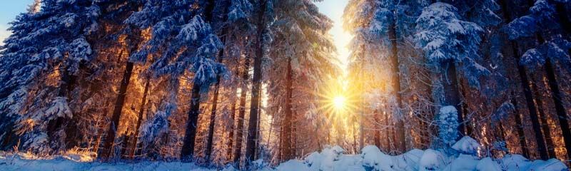 Звуки Леса Зимнего