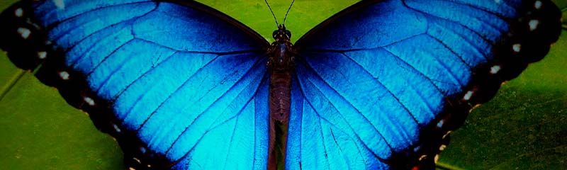 Звуки Бабочки: полёт, порхание крылышков