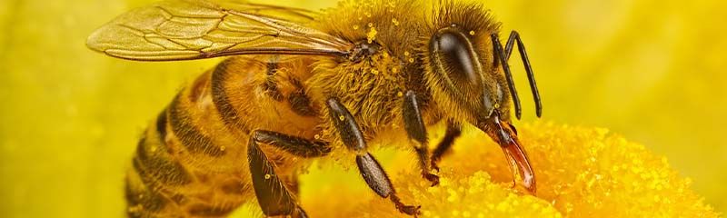 Звуки Пчелы