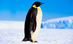 Звуки Пингвина