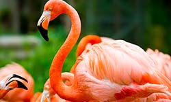 Звуки Фламинго