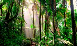 Звуки Тропического леса: птиц, зверей, дождя