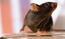 Звуки для отпугивания мышей и крыс очень эффективный