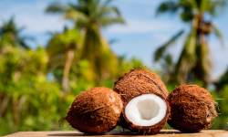 Звуки пальмы и падающего кокоса