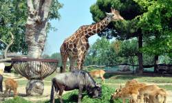 Атмосферные звуки зоопарка, животных