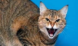 Звуки Агрессивной Кошки