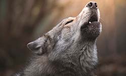 Звуки Воя волка