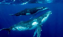 Звуки Горбатого кита