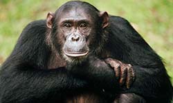 Звуки Шимпанзе