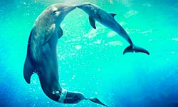 Исцеляющие Звуки дельфинов